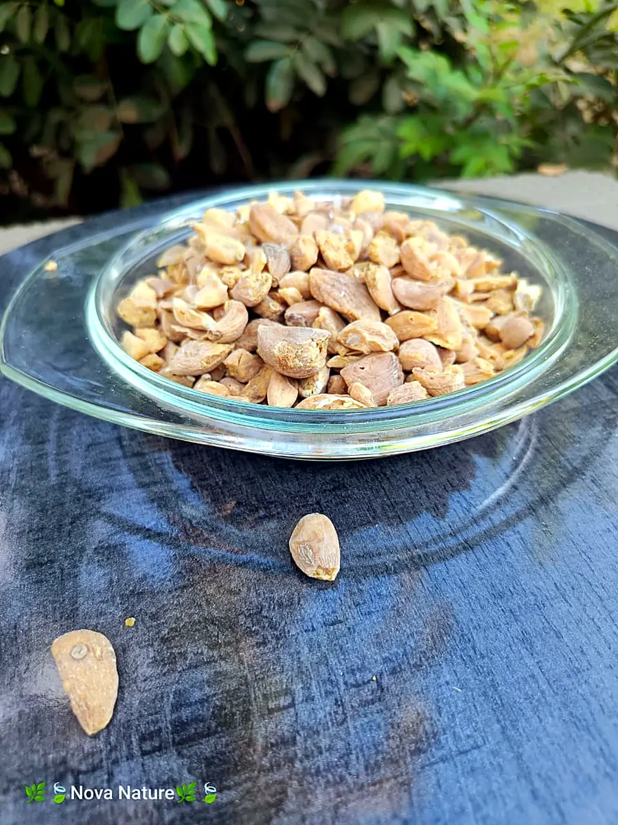 White beans in a bowl